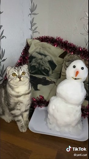 Olaf snowman for a cat from the cartoon Frozen⛄️#cat #кот