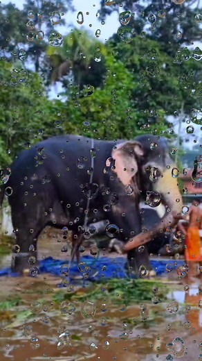 ❤️kunnathur ramu elephant video#asianelephant #aana | Aamees Life and travel