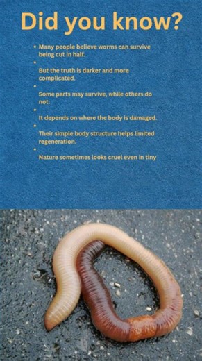Can Worms Survive Being Cut?