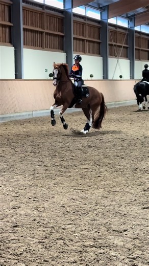 Chestnut Gelding Progress — Equestrian Work in Progress