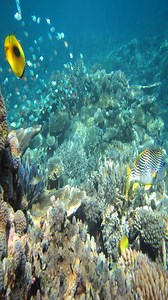 #TechnologyHighlight Capture underwater moments with Canon’s G7 X Mark III, EOS R6 Mark II, and EOS R5—waterproof-ready cameras engineered for precision, clarity, and exceptional performance in the toughest conditions. Built for adventure. Discover more: https://canon.sm/43dYlO2 Capturez des moments sous l'eau avec les appareils photo Canon G7 X Mark III, EOS R6 Mark II et EOS R5 - des appareils photo étanches conçus pour offrir précision, clarté et performances exceptionnelles dans les conditio