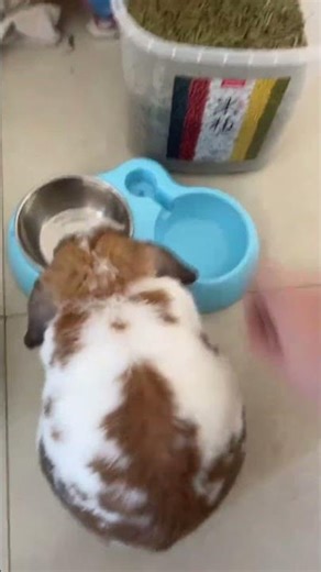 When Rabbits Go Rogue!