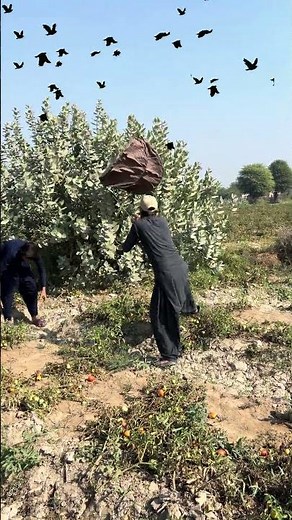 Real sparrows hunting #amazinghunting #harehunting #hunting #dangeroushunter #huntingbirds #farming