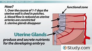 The Uterine Cycle: Menses