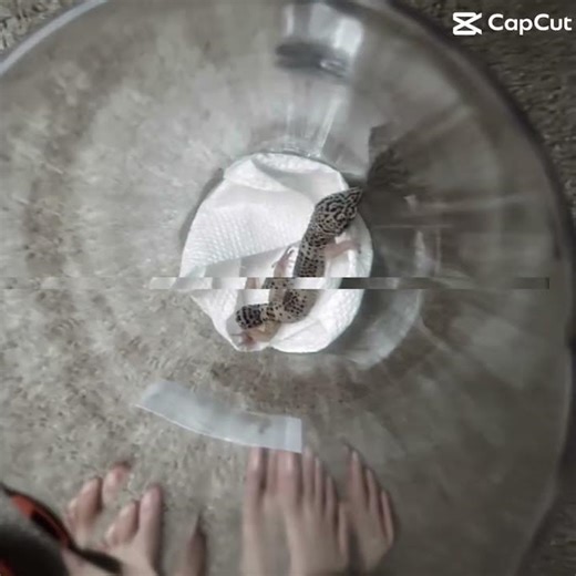 Geck is the BEST for ever!❤️‍🩹❤️‍🔥❤️