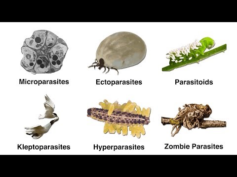 Every Type of Parasitism Explained