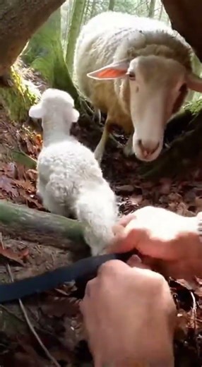 Hands Prying a Strap in a Tight Woodland Den