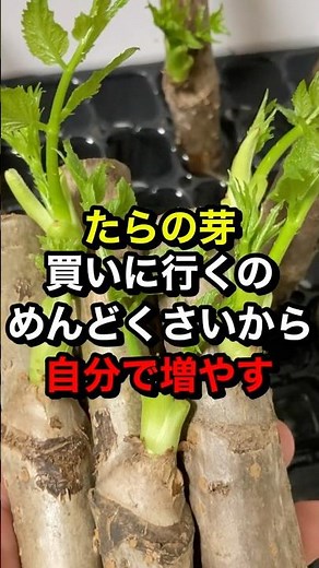 Easily propagate Aralia elata sprouts using the "steam cultivation" method. #homegardening #garde...