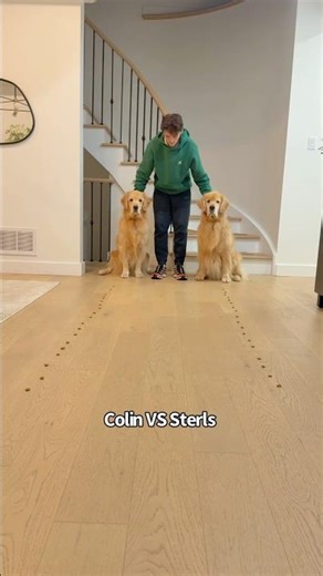 Who will win the kibble race ? #goldenretrievers