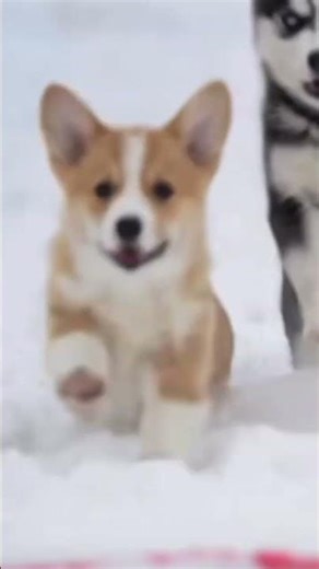 紀錄柯基犬生活點滴_1844 | Recording the life of Corgis #cutedog #corgipuppy #corgi #corgiworld #corgilovers