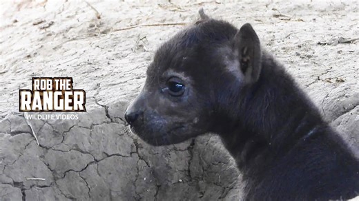 Hyena cubs explore den in playful Mara morning scene