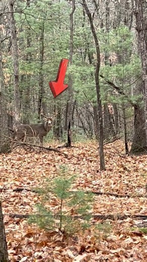 Big BUCK at 30 yards deer drive me crazy! #deerhunting #bigbucks #whitetailbuck #monsterwhitetail