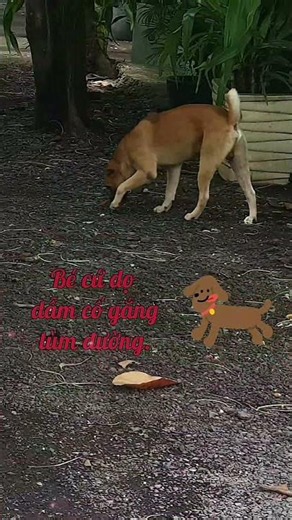 A puppy tentatively searches for its way home with its owner; was it lost or abandoned? #TuVanCoo...