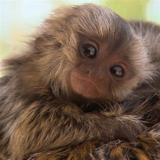 Name a baby animal cuter than a Tamarin Monkey. Don't worry we can wait. 🐒 | Untamed