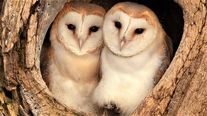 Barn owls Willow & Ghost's first chicks were unusually late 🦉 And they were particularly fussy about which nest to use 🎥 My latest film looks back at the full story of this pair's first ever breeding season - and how they did it their way! | Robert E Fuller