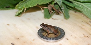 Elusive amphibians: discovering Mexico’s smallest frogs
