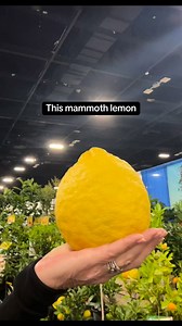Last week, we headed to TPIE — the Tropical Plant International Expo in Fort Lauderdale, where the plant world comes together 🌱 From a show floor filled with living plants from around the globe to educational sessions on trends, growing techniques, and innovation, TPIE is where what’s next in plants starts taking shape. It’s also a chance to connect with growers and suppliers and discover new ideas we’re excited to bring back to our stores. Part trade show, part inspiration hub—and truly a cand