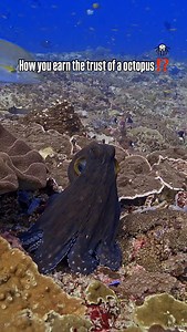 🐙 How to earn the trust of a octopus ⁉️ ‼️ READ THE CAPTION BELOW ‼️ ℹ️ Octopuses are incredibly shy and sensitive creatures that often prefer the safety of a rocky crevices to a face to face encounter, frequently tucking themselves away the moment they spot a diver.🤿 Because they perceive a large figure floating directly above them as a potential predator the most important thing I’ve learned over the years is to avoid hovering over their dens, as this vertical pressure almost guarantees they