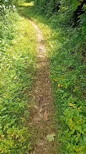 Understanding Creator Search Insights on TikTok