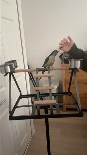 Conure Parrot Voluntary Medication Syringe Training #parrots #parrottraining #conure
