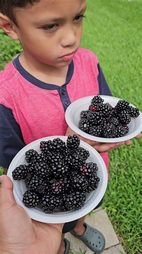 Fresh Mulberries From Our Backyard Garden! 🍇 #Harvest #Shorts