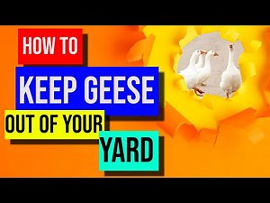 How to Keep Geese Out of Your Yard