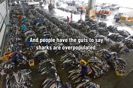 Shark Deaths: 12,500 Lost Every Hour Due to Finning