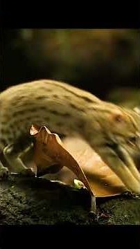 The Smallest Cat In The World 🐱 (Documentary) #cat
