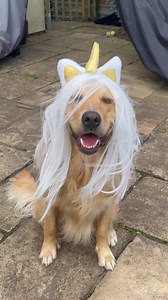 Proof that Golden Retrievers are just giant, golden toddlers 😂💛 | The Golden Kobe Family