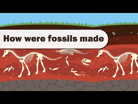 How Were Fossils Made #education || Kidslearning || Animationvideo