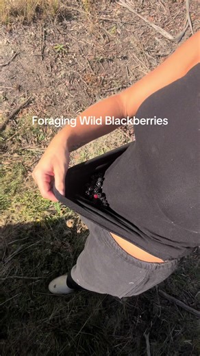 Foraging Wild Blackberries Without Pesticides