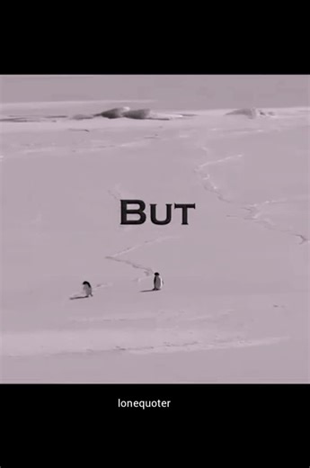 But why? A lesson you learnt from that penguin that decided to go it's own way? #penguin #lonequoter #motivation #lifelessons #viralvideos #fyp #fypシ