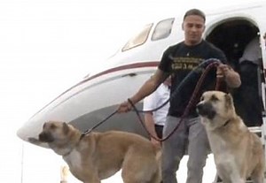 Marine's Dogs Denied on Flight, Wrigley Heiress Sends Private Jet