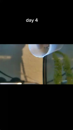 #triops #fyp #wildlife #tadpoleshrimp #babytriops