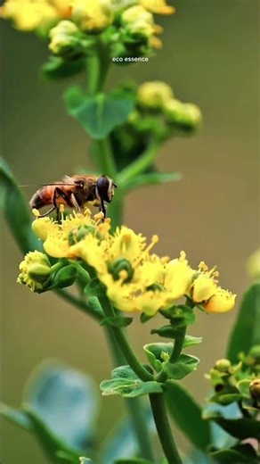 Why Bees Matter So Much | Tiny Heroes 🐝