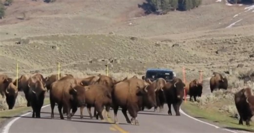 Bison herd stops traffic as it crosses road in Yellowstone
