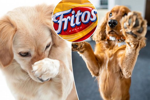 Do your dog’s paws smell like Fritos? What that means — and what to do about it