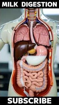 How does milk diagest in Human Body | science of diagestion of milk #science #shorts #3danimation