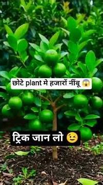 lemon tree growing amazing trick 😱 #agriculture #farming #gardening #shorts