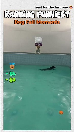 Ranking THE FUNNIEST DOG FAIL Moments #funny #dogs #fails