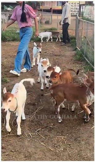 "Free Roaming Fun With the World's Smallest Cows" #viral #cow #animals #yt #love #youtube #miniature