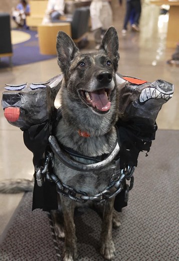 UC Davis Halloween Costume Contest Highlights