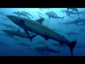 Amazing Bait Balls & Predatory Fishermen | Turtle's Guide to the Pacific | BBC Earth