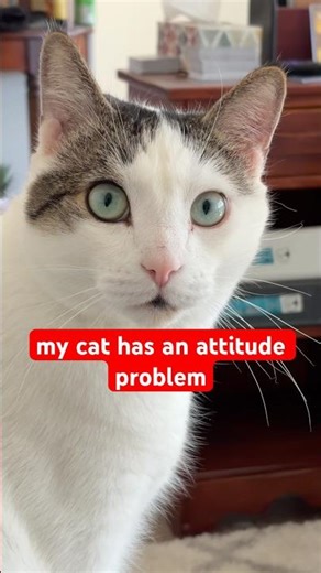 my cat has an attitude problem #pets #funnypets #cats