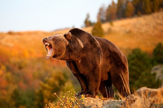 Is the Mexican grizzly bear extinct?