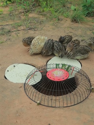 Creative an Underground Quail Trap Using Deep Hole #quail #birds #trapping