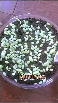 La Planta Cola de Burro 🌱 ¡Más Resistente de lo que Crees! #plantas #jardin