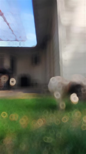 Cooper (@coopershihtzu23)’s videos with original sound - Cooper