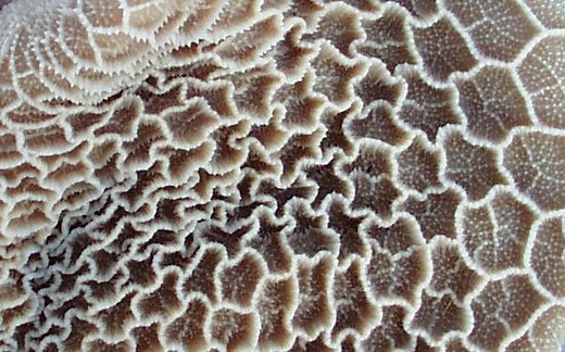 Reticulum (anatomy) ~ Everything You Need to Know with Photos | Videos