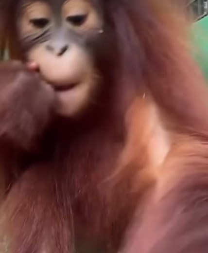 Monkey Hubb (@monkeyhubb_)’s videos with original sound - Monkey Hubb